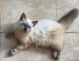 Siberian Persian Kitten