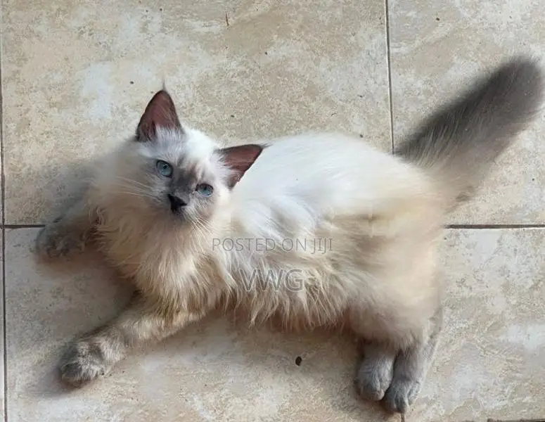 Siberian Persian Kitten