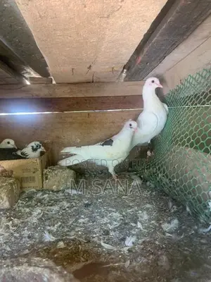 Pigeon