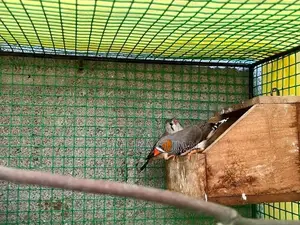 Finches Bird