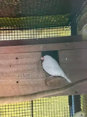 Java Birds