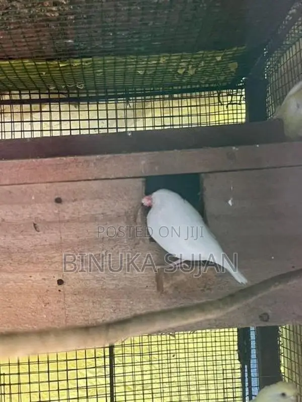 Java Birds