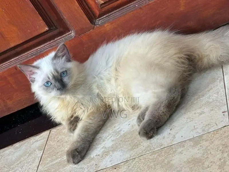 Siberian Persian Kitten