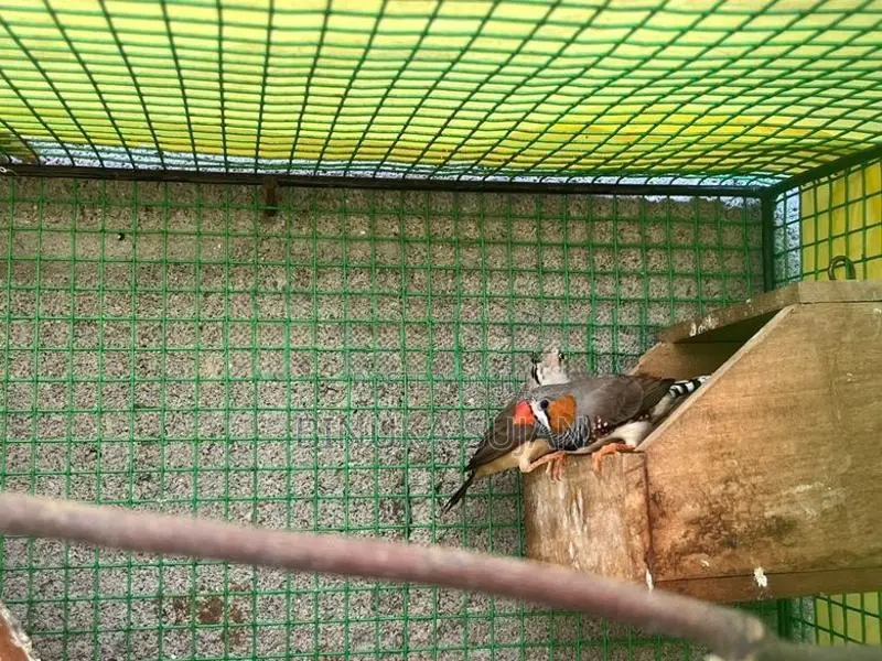 Finches Bird