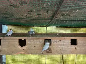 Java Birds