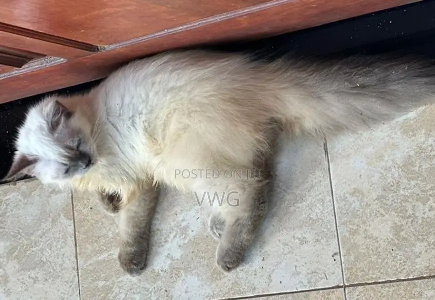 Siberian Persian Kitten