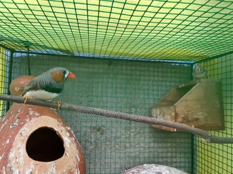 Finches Bird