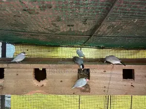 Java Birds