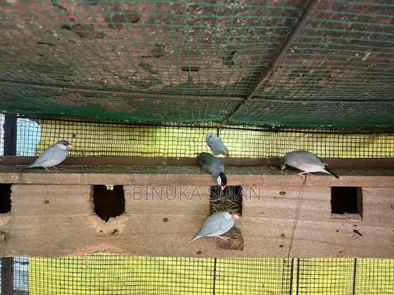 Java Birds
