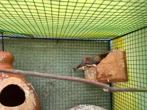 Finches Bird