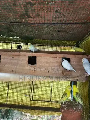 Java Birds
