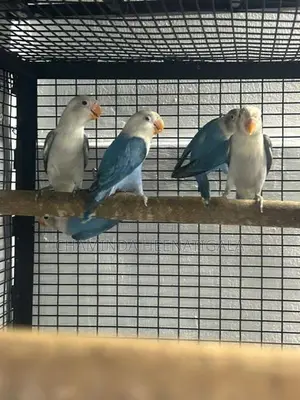 African Love Birds