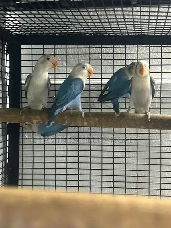 African Love Birds