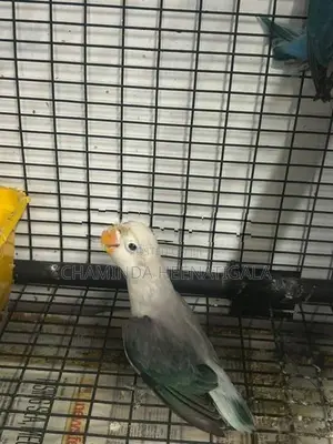 African Love Birds
