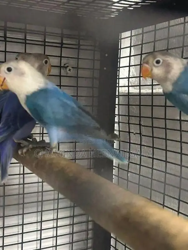 African Love Birds