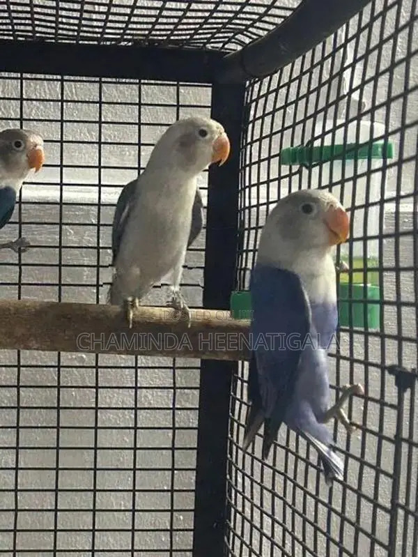 African Love Birds