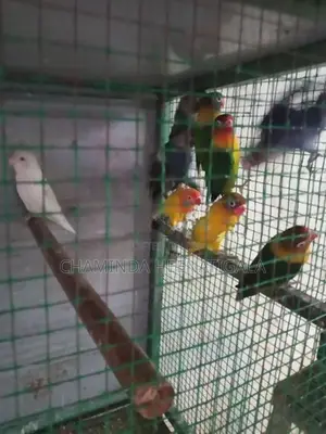 African Love Birds