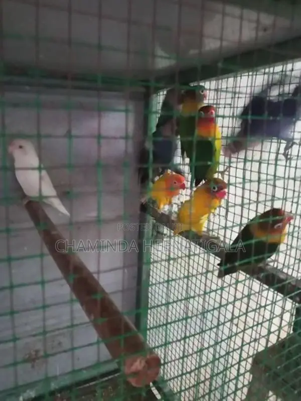 African Love Birds
