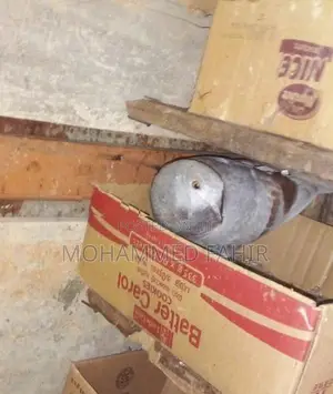 Keeran Pigeon