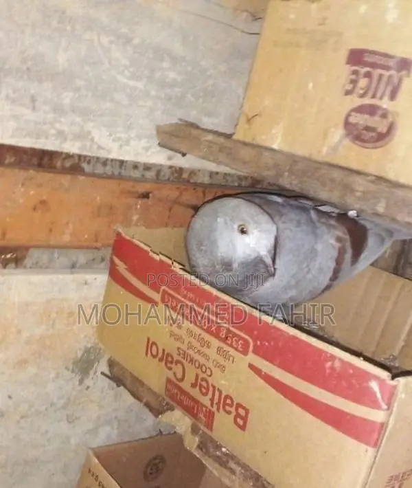 Keeran Pigeon