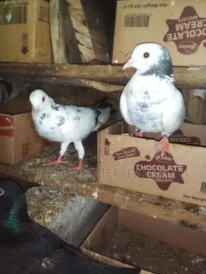 Keeran Pigeon