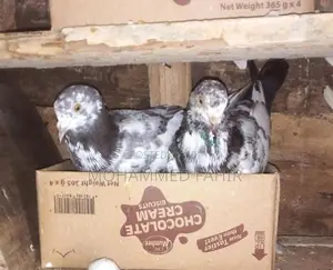 Keeran Pigeon
