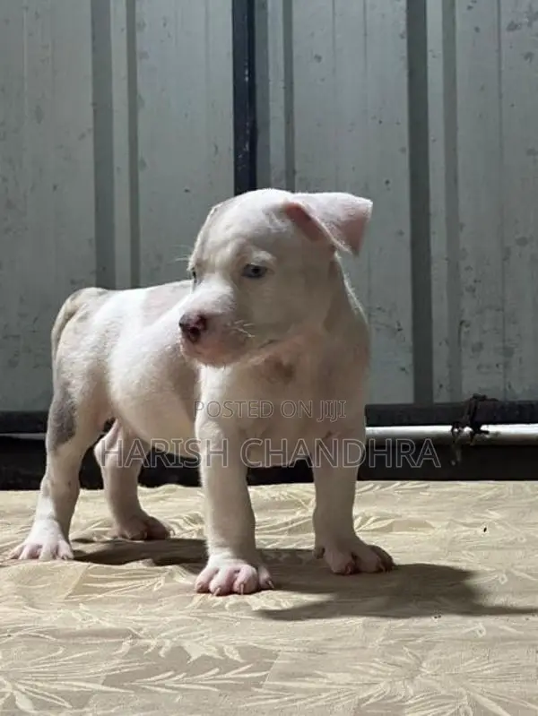 American Bully Puppy