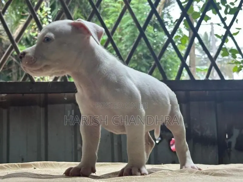 American Bully Puppy