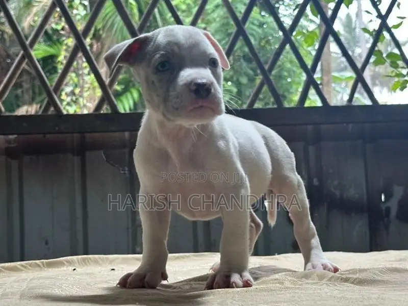 American Bully Puppy