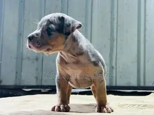 American Bully Puppy