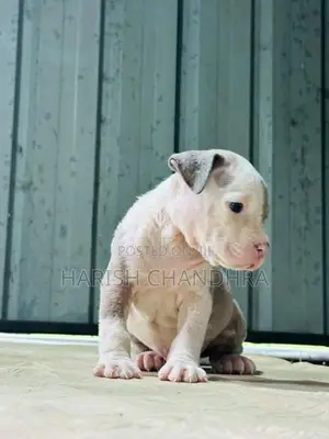 American Bully Puppy