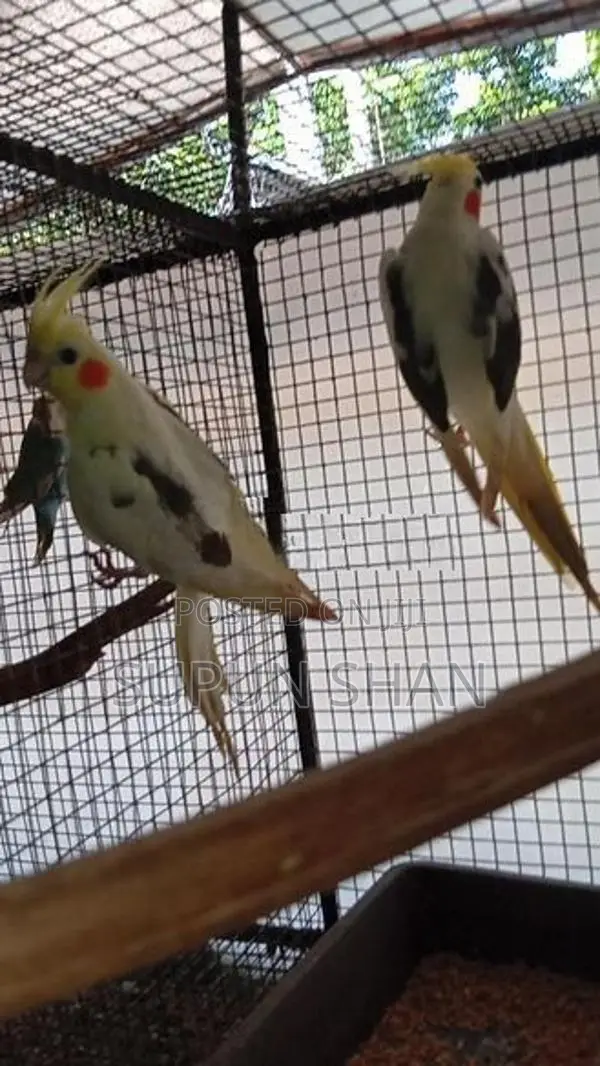 Cockatiel Bird