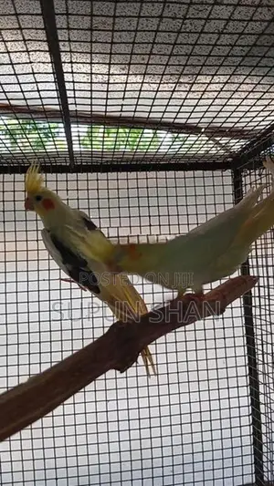 Cockatiel Bird