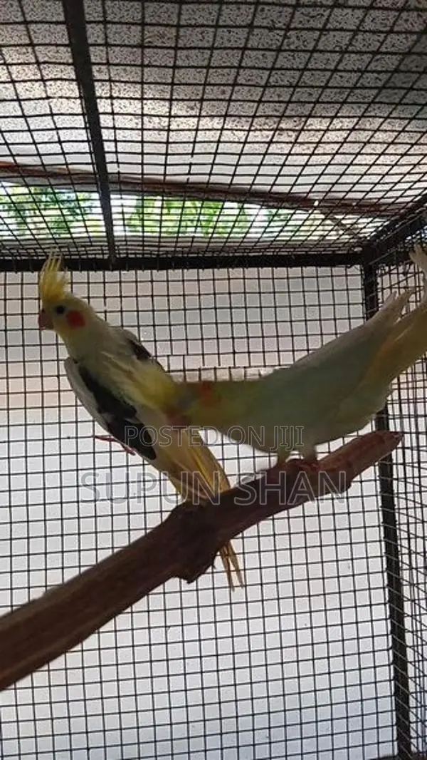 Cockatiel Bird