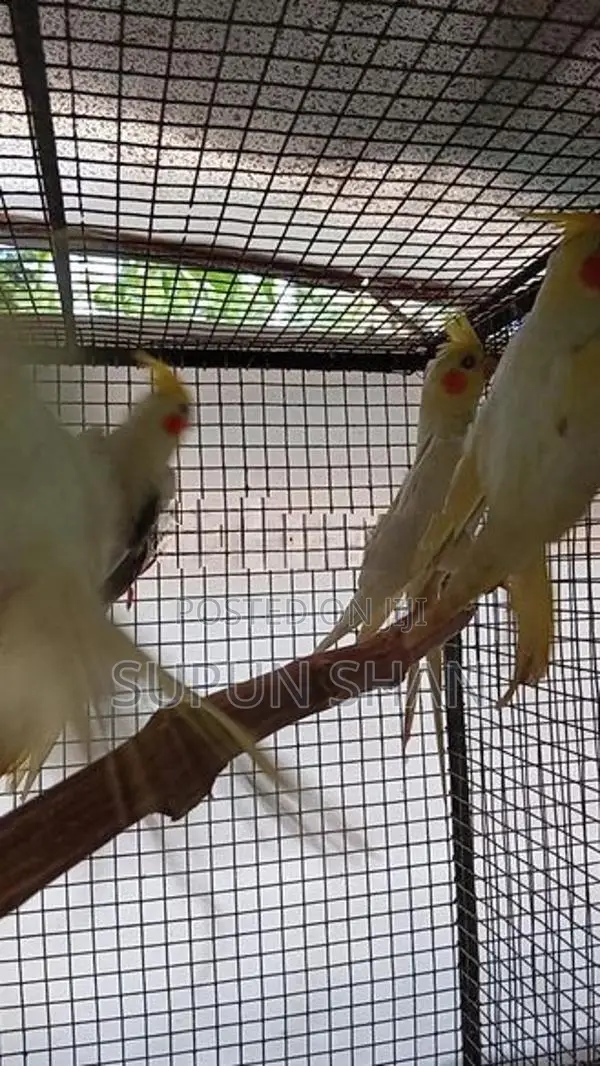 Cockatiel Bird
