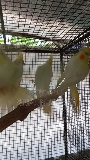 Cockatiel Bird