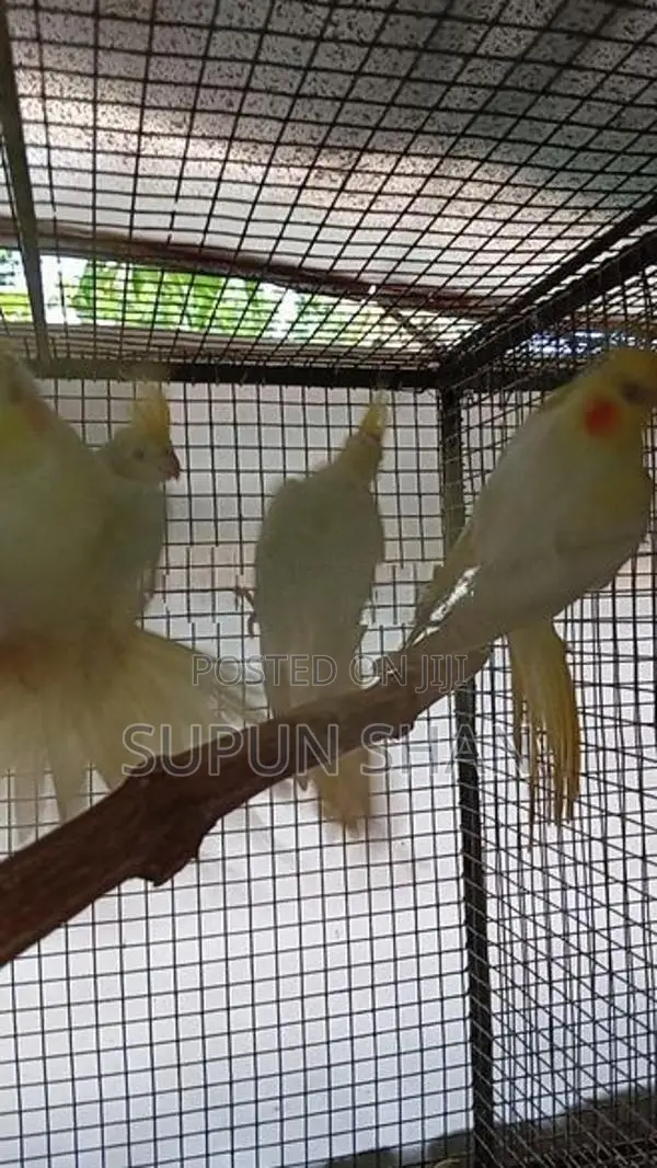 Cockatiel Bird