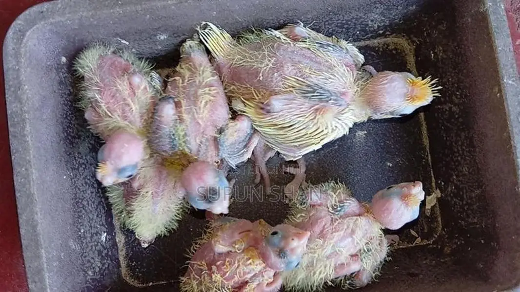 Cockatiel Bird