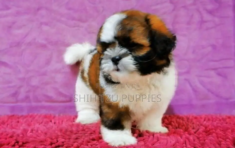 Purebred Shih Tzu Puppies