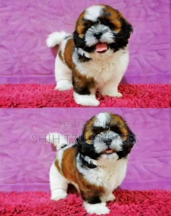 Purebred Shih Tzu Puppies