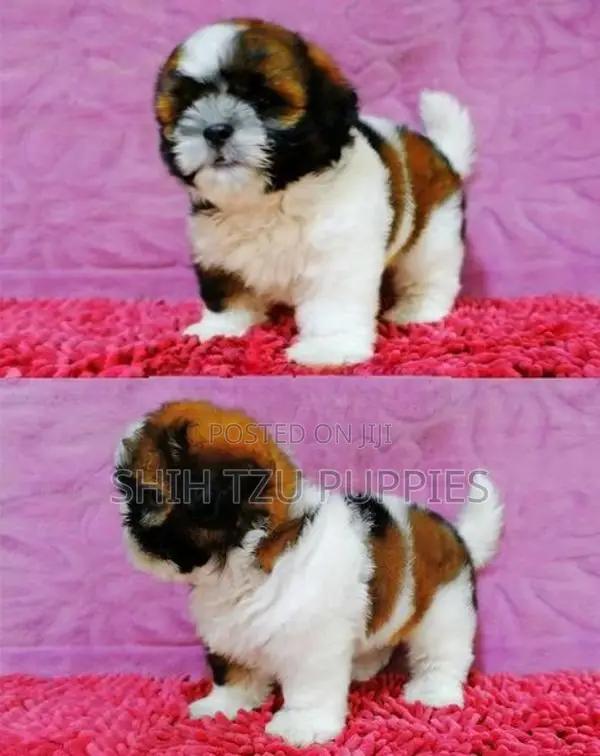 Purebred Shih Tzu Puppies