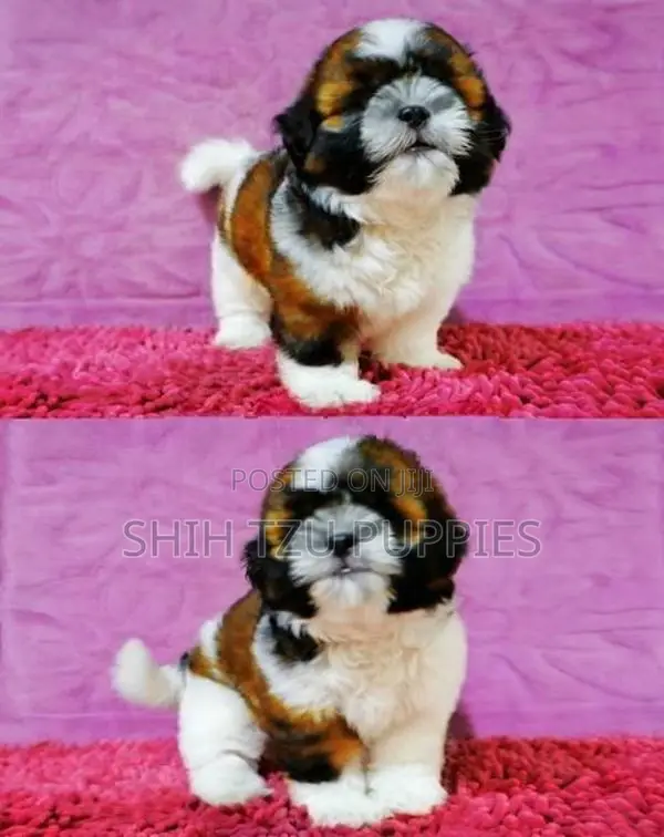 Purebred Shih Tzu Puppies