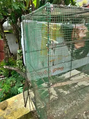 Birds Cage