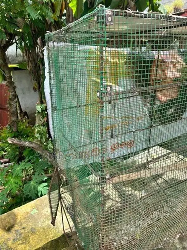 Birds Cage