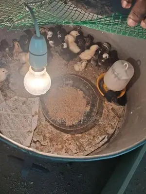 Farm Chicken