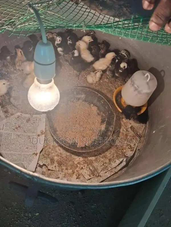 Farm Chicken