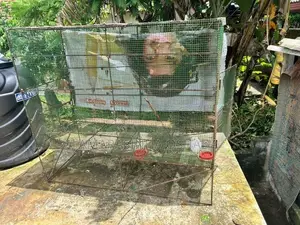 Birds Cage
