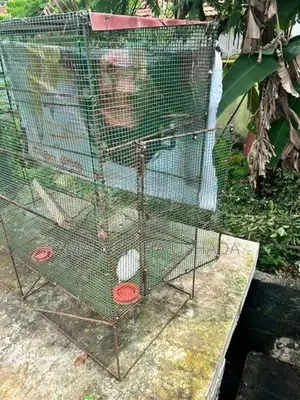 Birds Cage