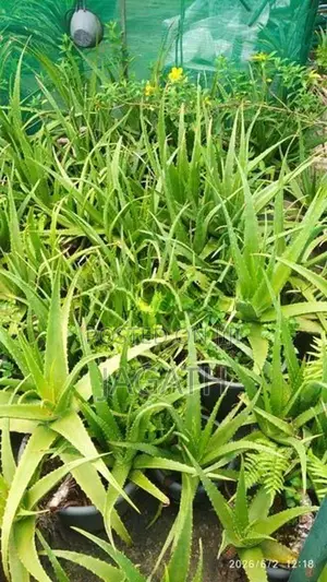 WELL GROWN LARGE ALOE VERA PLANTS (Komarika)
