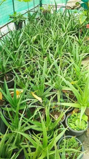 WELL GROWN LARGE ALOE VERA PLANTS (Komarika)